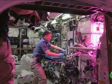 'Seedling Growth 3', el proyecto espacial que intenta descubrir un método para que las plantas crezcan en el espacio 'Seedling Growth 3', el proyecto espacial que intenta descubrir un método para que las plantas crezcan en el espacio