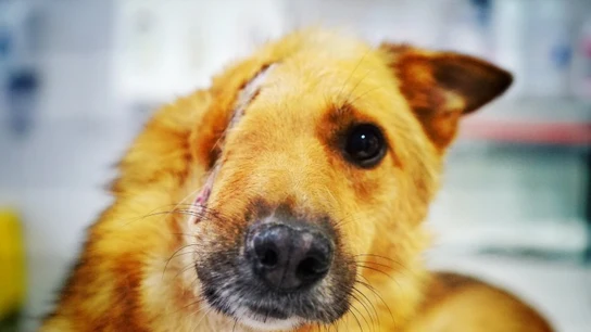 Sky, el perro al que partieron la cabeza por la mitad Sky, el perro al que partieron la cabeza por la mitad