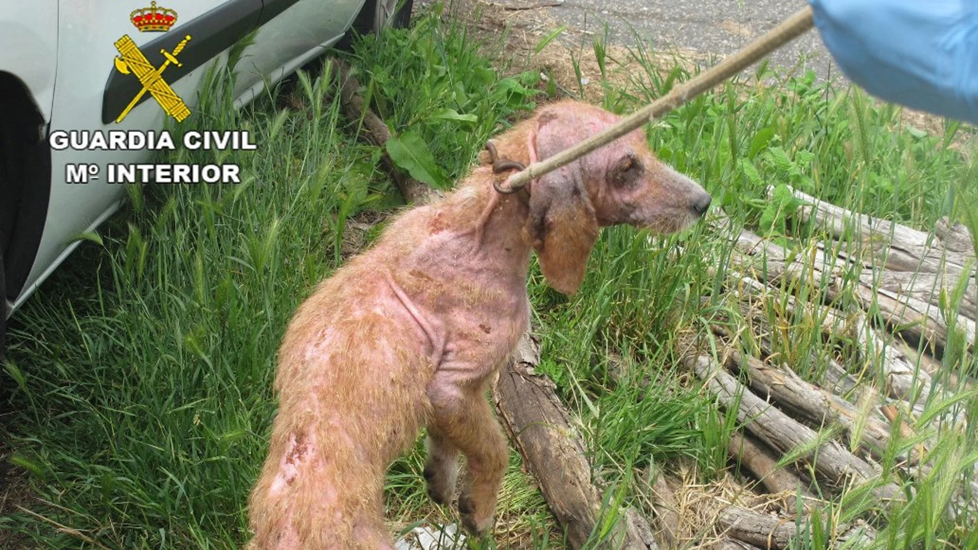 Uno de los perros rescatados por el Seprona en Pontevedra