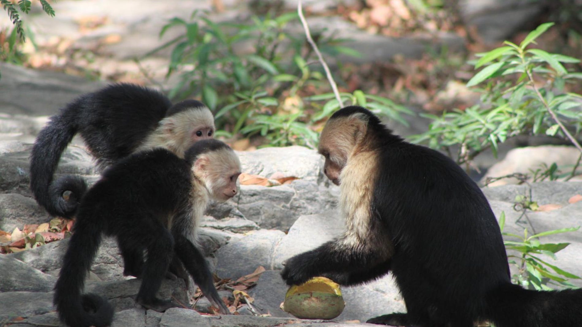 Los monos capuchinos aprenden motivados por una recompensa
