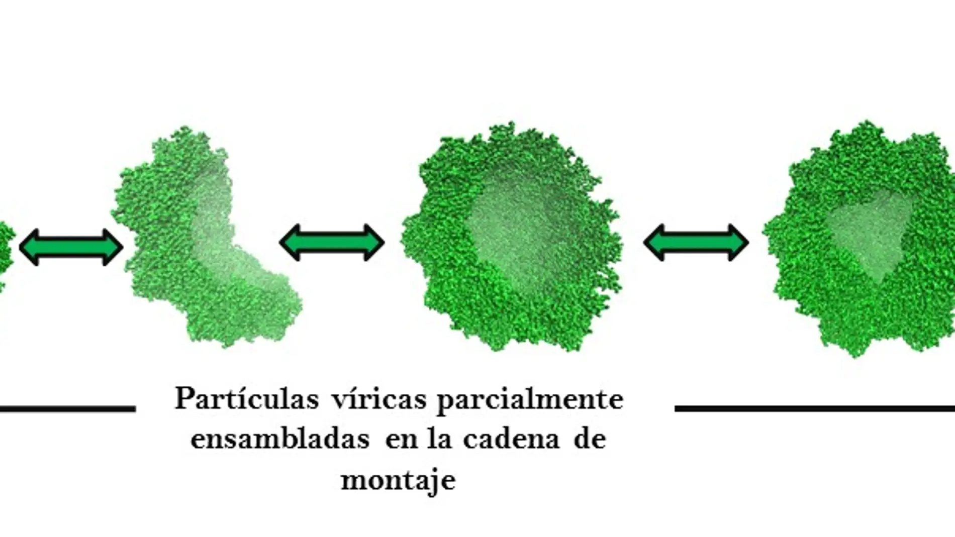 La flexibilidad mecanica de los virus favorece su ensamblaje espontaneo