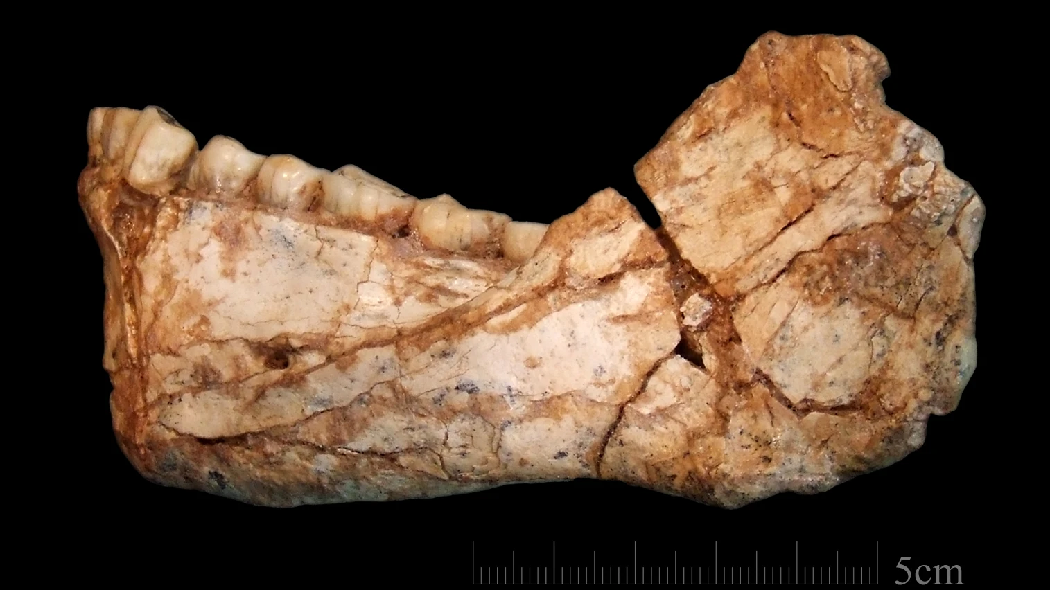 La aventura del Homo sapiens empezo antes de salir de Africa