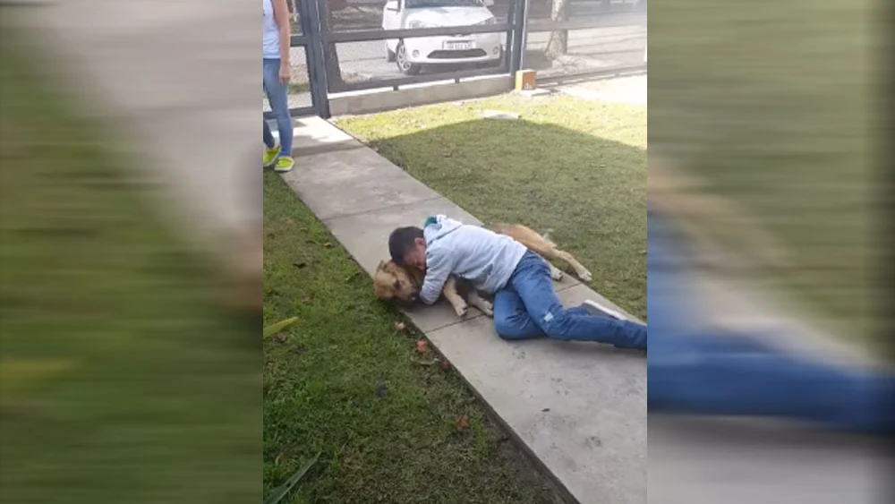 Reencuentro de un menor con su perro