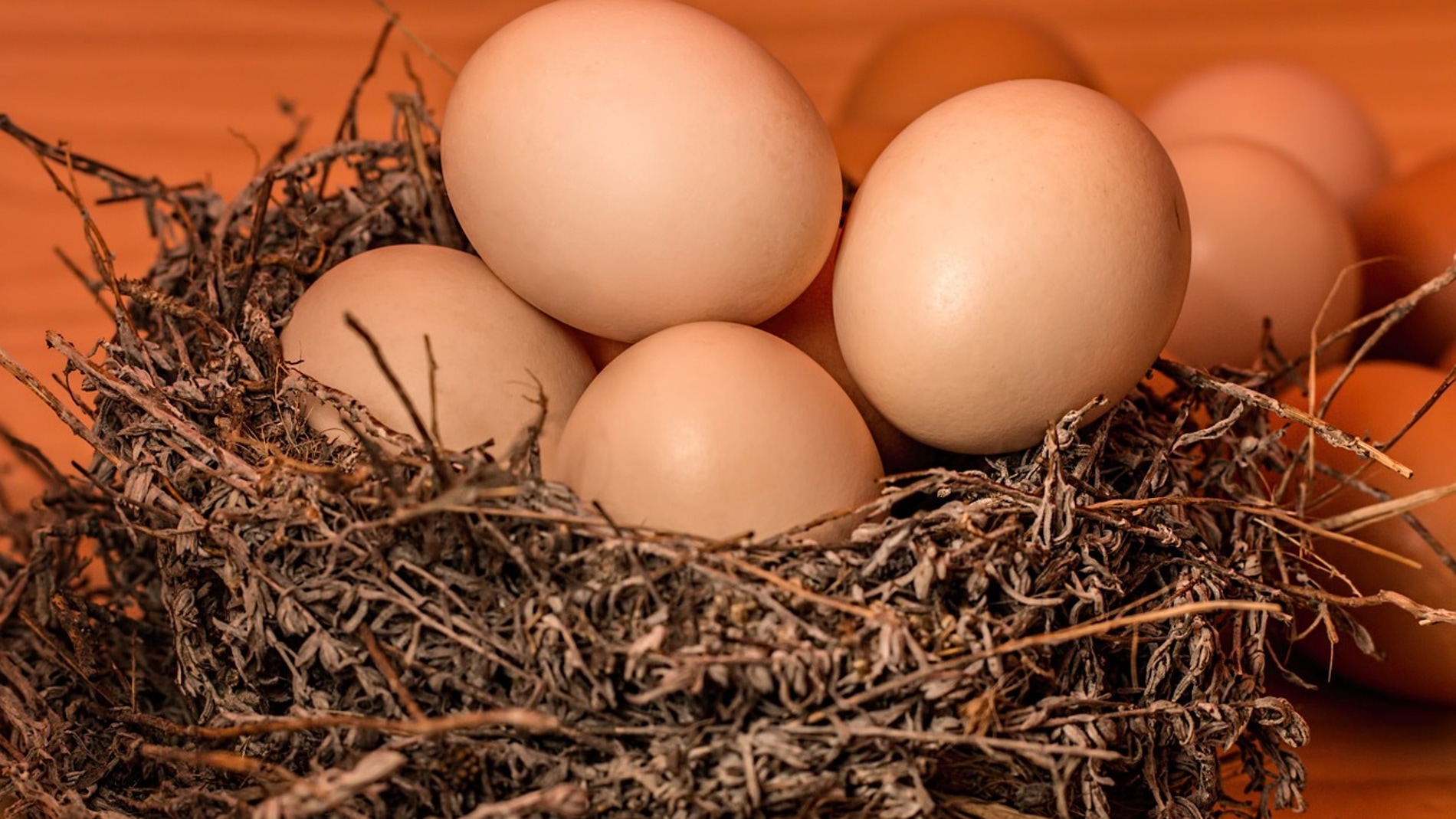 Los huevos parecen ser una fuente viable y recomendada de nutrición