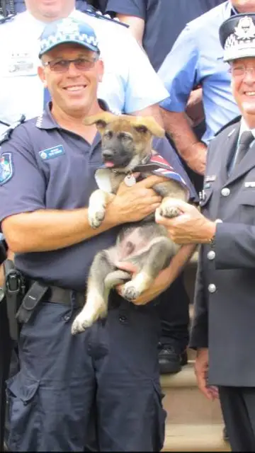 Perro policía Perro policía