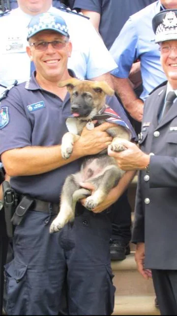 Perro policía