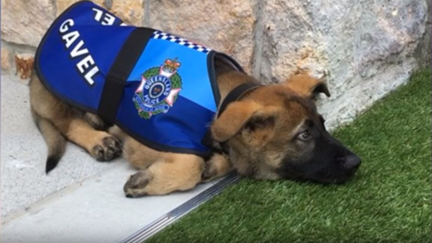 Perro polic&iacute;a