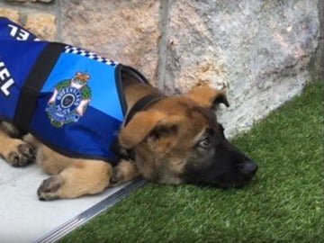 Perro policía Perro policía