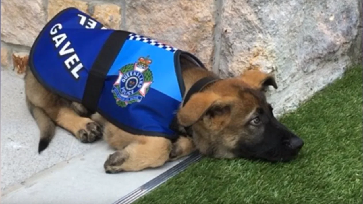 Perro policía