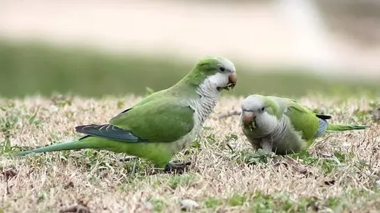 La cotorra argentina, uno de los ejemplares que invade las calles de Sevilla La cotorra argentina, uno de los ejemplares que invade las calles de Sevilla