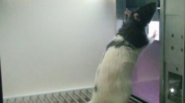 Una de las ratas durante el estudio