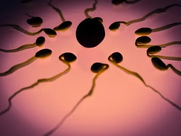Anton van Leeuwenhoek, considerado el padre de la microbiología, decía ver animálculos en el esperma Anton van Leeuwenhoek, considerado el padre de la microbiología, decía ver animálculos en el esperma