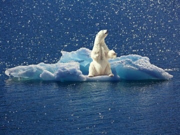 El nivel de mercurio en los osos polares disminuye debido al cambio climatico El nivel de mercurio en los osos polares disminuye debido al cambio climatico