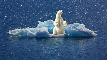 El nivel de mercurio en los osos polares disminuye debido al cambio climatico
