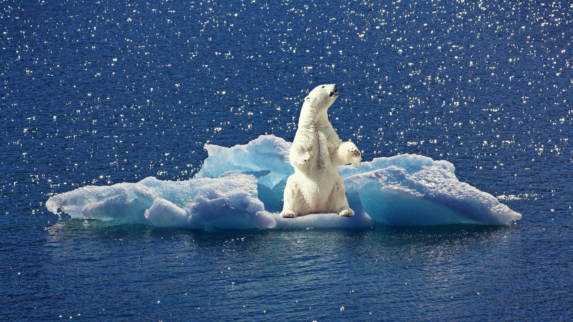 El nivel de mercurio en los osos polares disminuye debido al cambio climatico