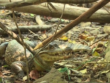 Un caimán en La Isla Un caimán en La Isla