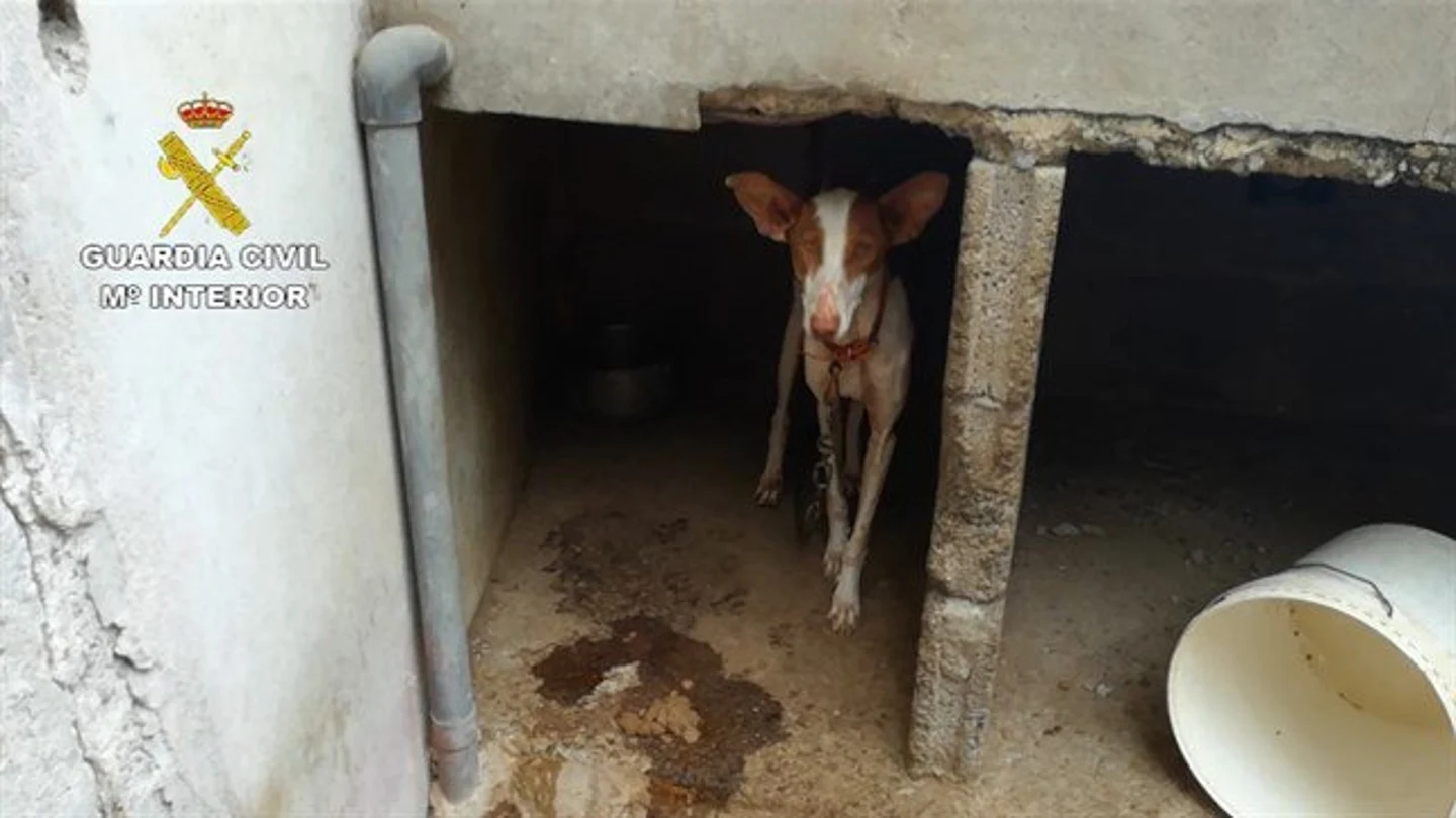 Uno de los 18 perros rescatados por el Seprona en Gran Canaria Uno de los 18 perros rescatados por el Seprona en Gran Canaria