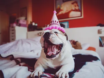 Un perro jadeando Un perro jadeando