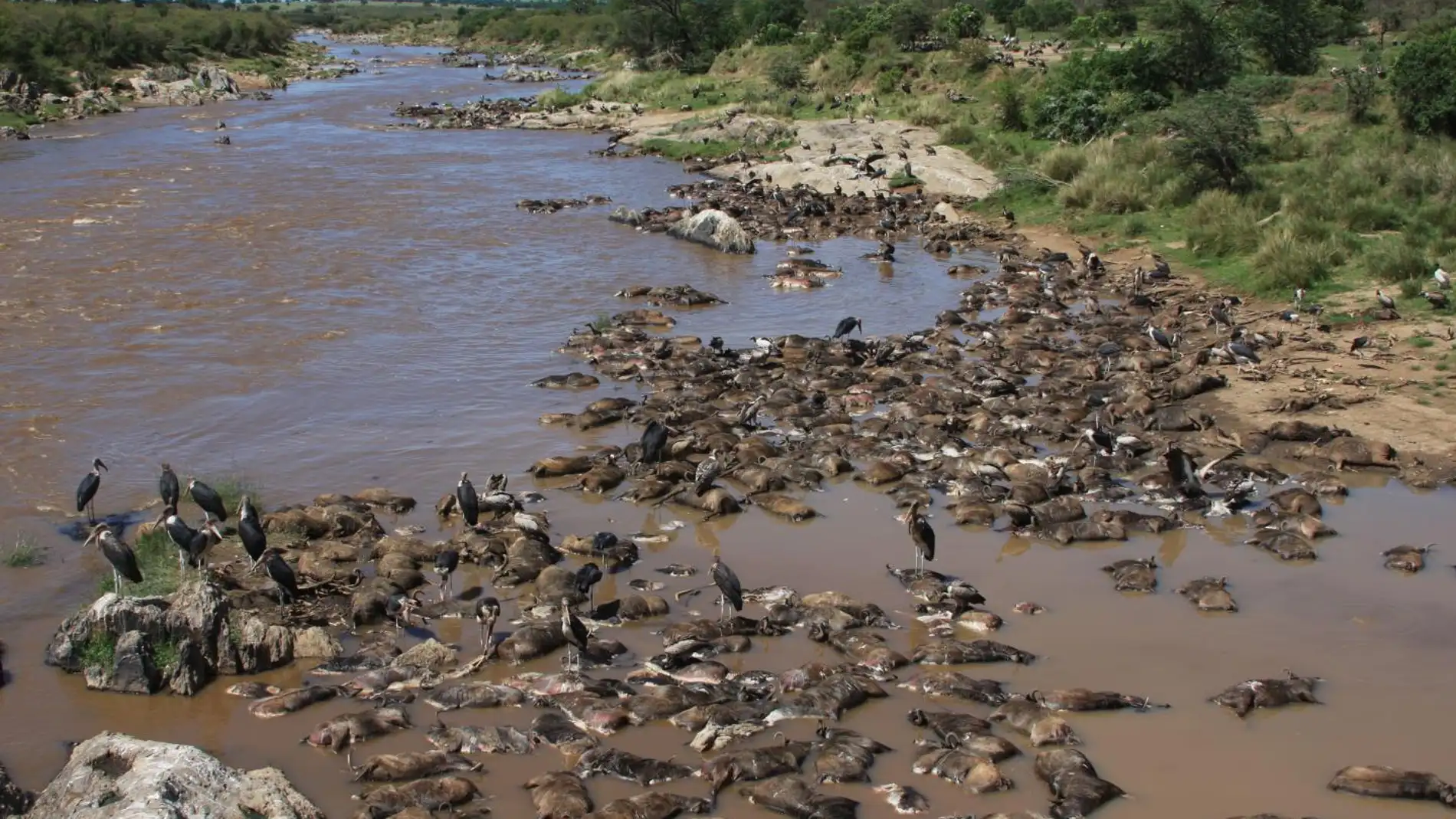 Los nus ahogados en masa completan el ciclo de vida del rio Mara
