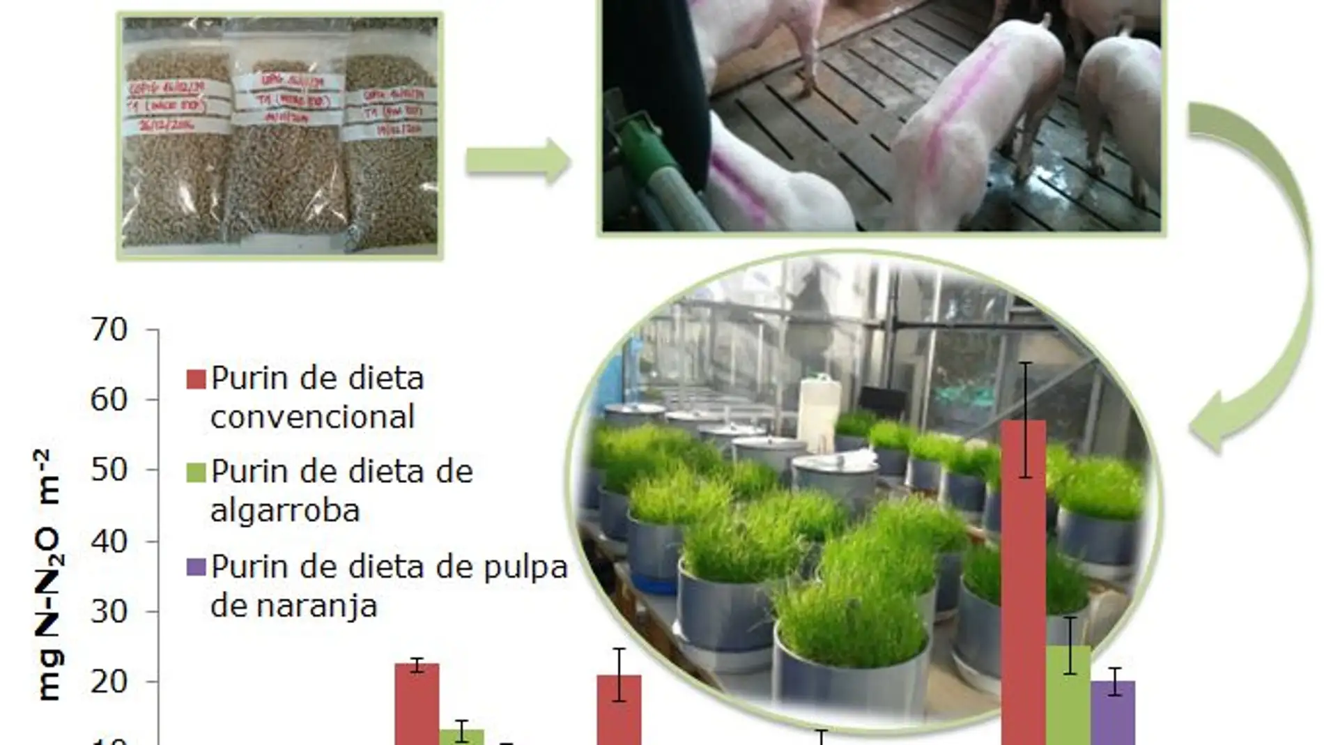Cerdos consumiendo piensos con pulpa de cítricos deshidratada y las emisiones de N2O que produce la aplicación de los purines obtenidos.