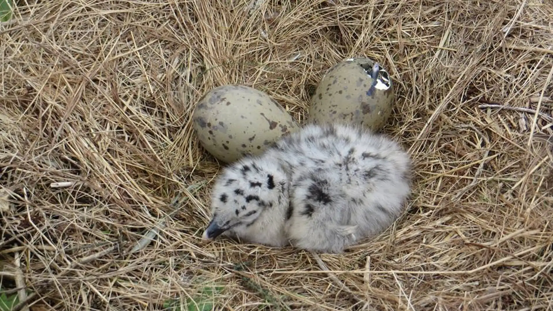 La capacidad de vuelo de las aves afecta a la forma de sus huevos