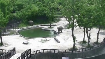 Dos elefantes logran rescatar a una cría a punto de morir ahogada