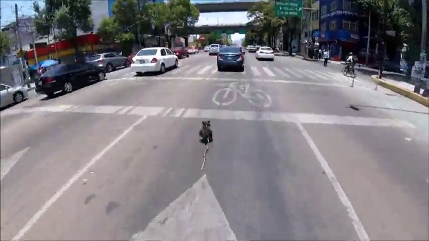 Un hombre se juega la vida para salvar a un perro que se col&oacute; en una autopista 