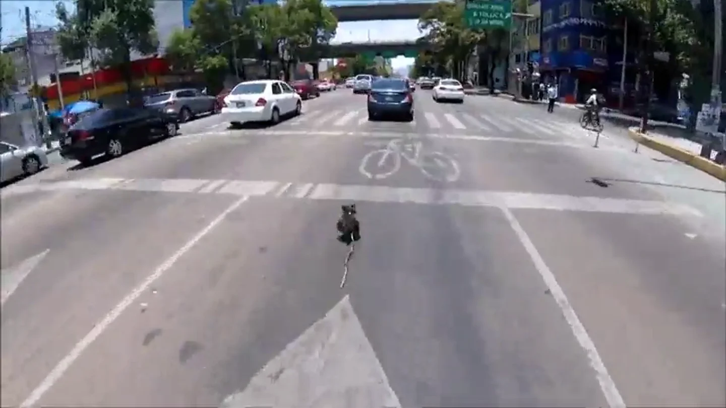Un hombre se juega la vida para salvar a un perro que se coló en una autopista Un hombre se juega la vida para salvar a un perro que se coló en una autopista