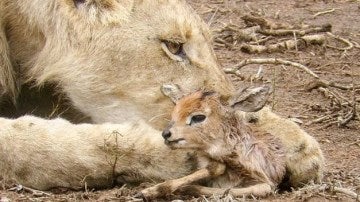 Una leona cuida de una cría de antílope