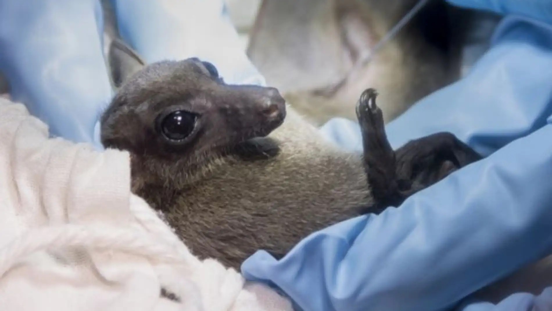 En busca de los virus que los animales transmitiran a los humanos