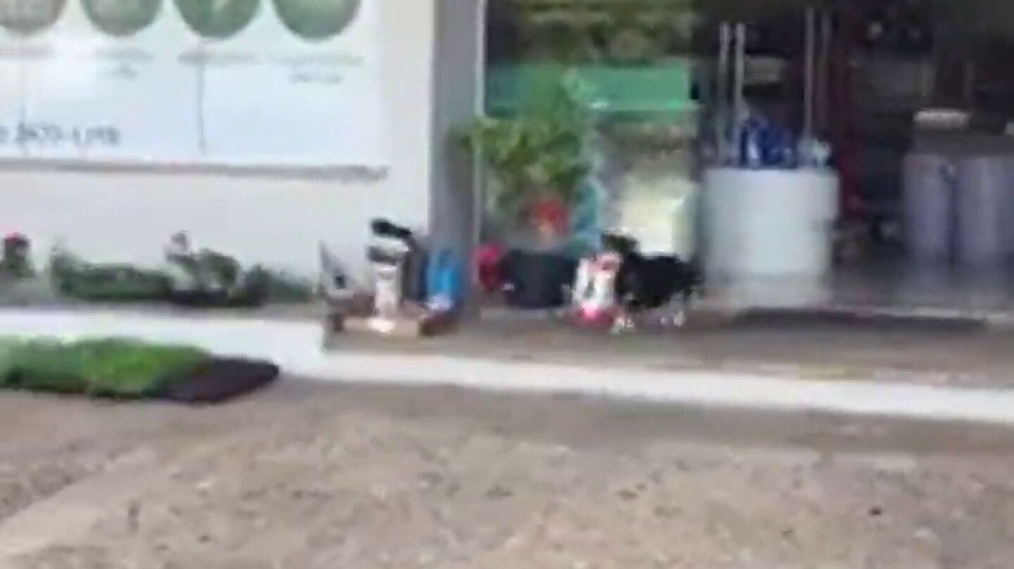 Pituco, el perro que acude solo a comprar su comida