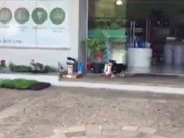Pituco, el perro que acude solo a comprar su comida Pituco, el perro que acude solo a comprar su comida