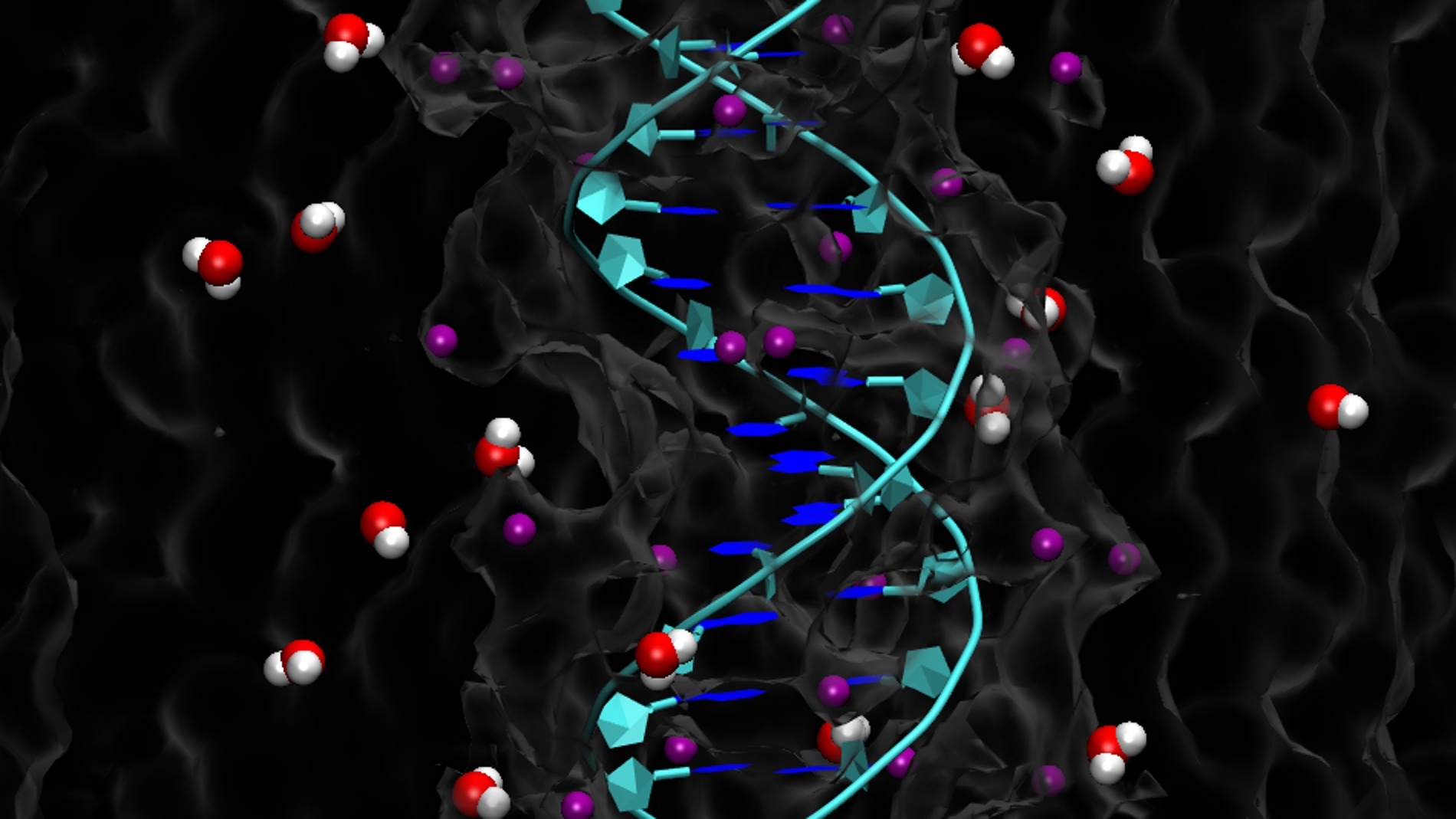 Por que el ADN se enrolla al estirarlo y el ARN se desenrolla