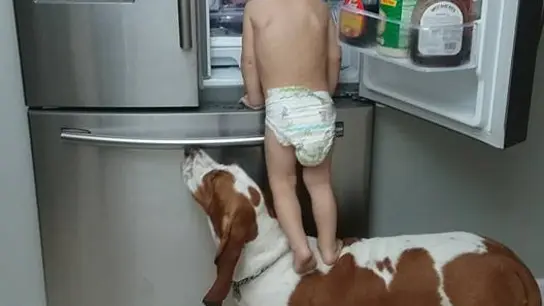 Un bebé se ayuda de su perro para 'asaltar' la nevera Un bebé se ayuda de su perro para 'asaltar' la nevera