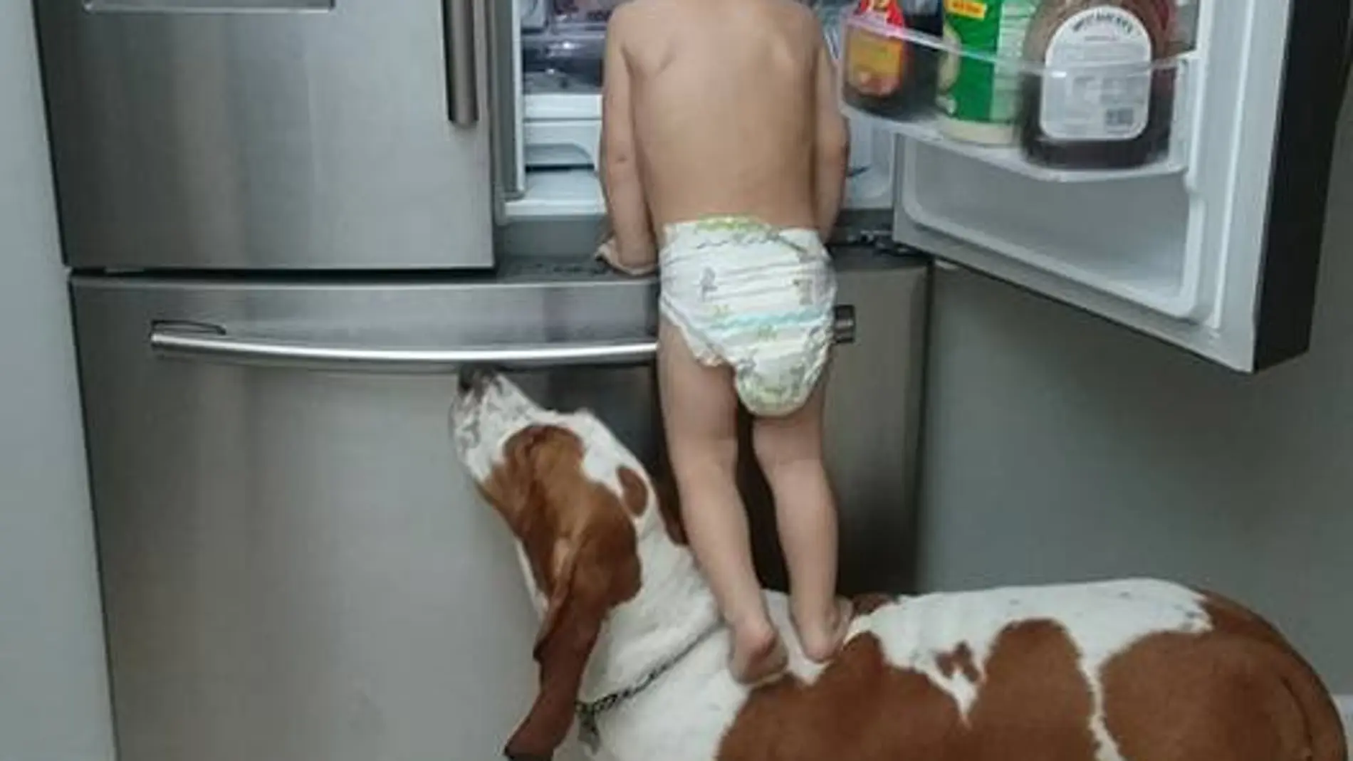 Un bebé se ayuda de su perro para 'asaltar' la nevera