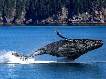 Ballena Ballena