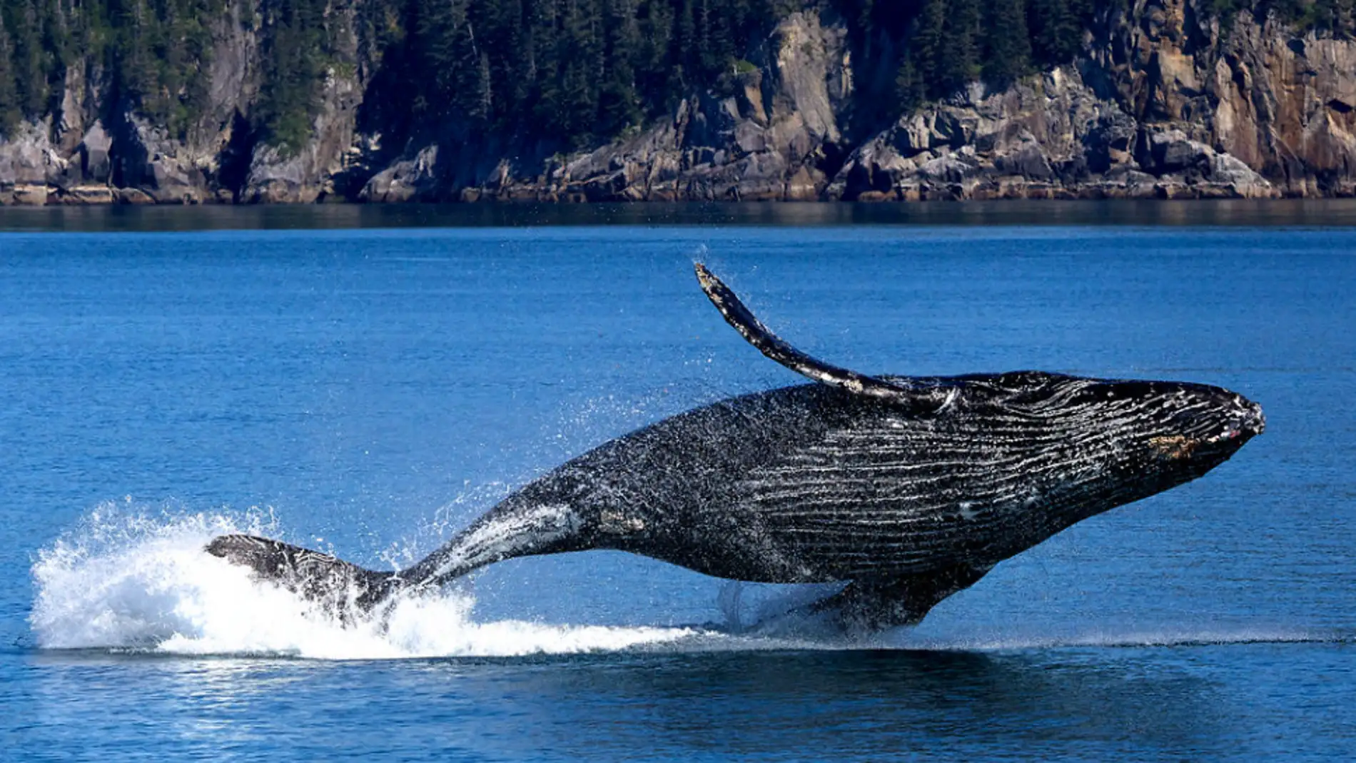 puñetazo Robusto Inútil Cómo se convirtieron las ballenas en los animales más grandes del planeta?
