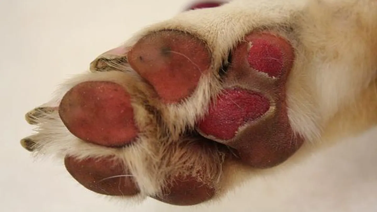 Los perros pueden sufrir quemaduras en sus patas por el calor del asfalto Los perros pueden sufrir quemaduras en sus patas por el calor del asfalto