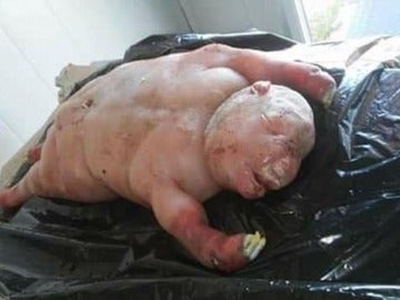 La oveja con aspecto de humano La oveja con aspecto de humano