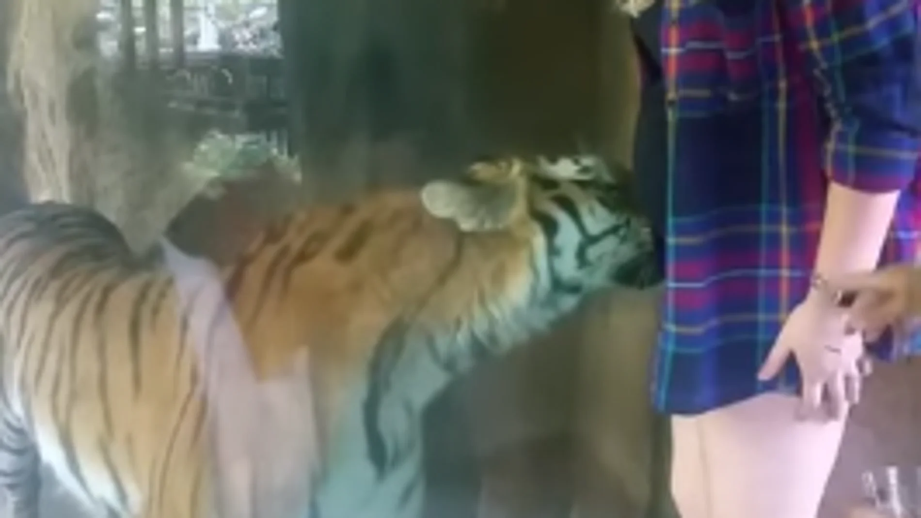 Momento en el que el tigre se acurruca en la tripa de una mujer embarazada