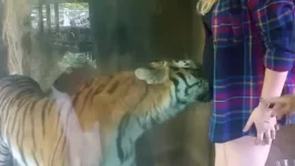 Momento en el que el tigre se acurruca en la tripa de una mujer embarazada