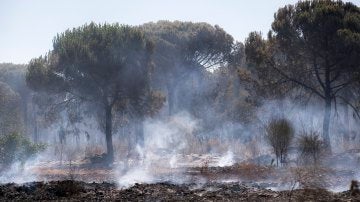 Incendio en Doñana