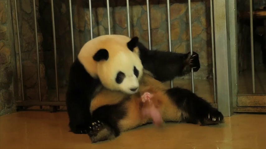 Las sorprendentes imágenes del parto de una hembra de oso panda