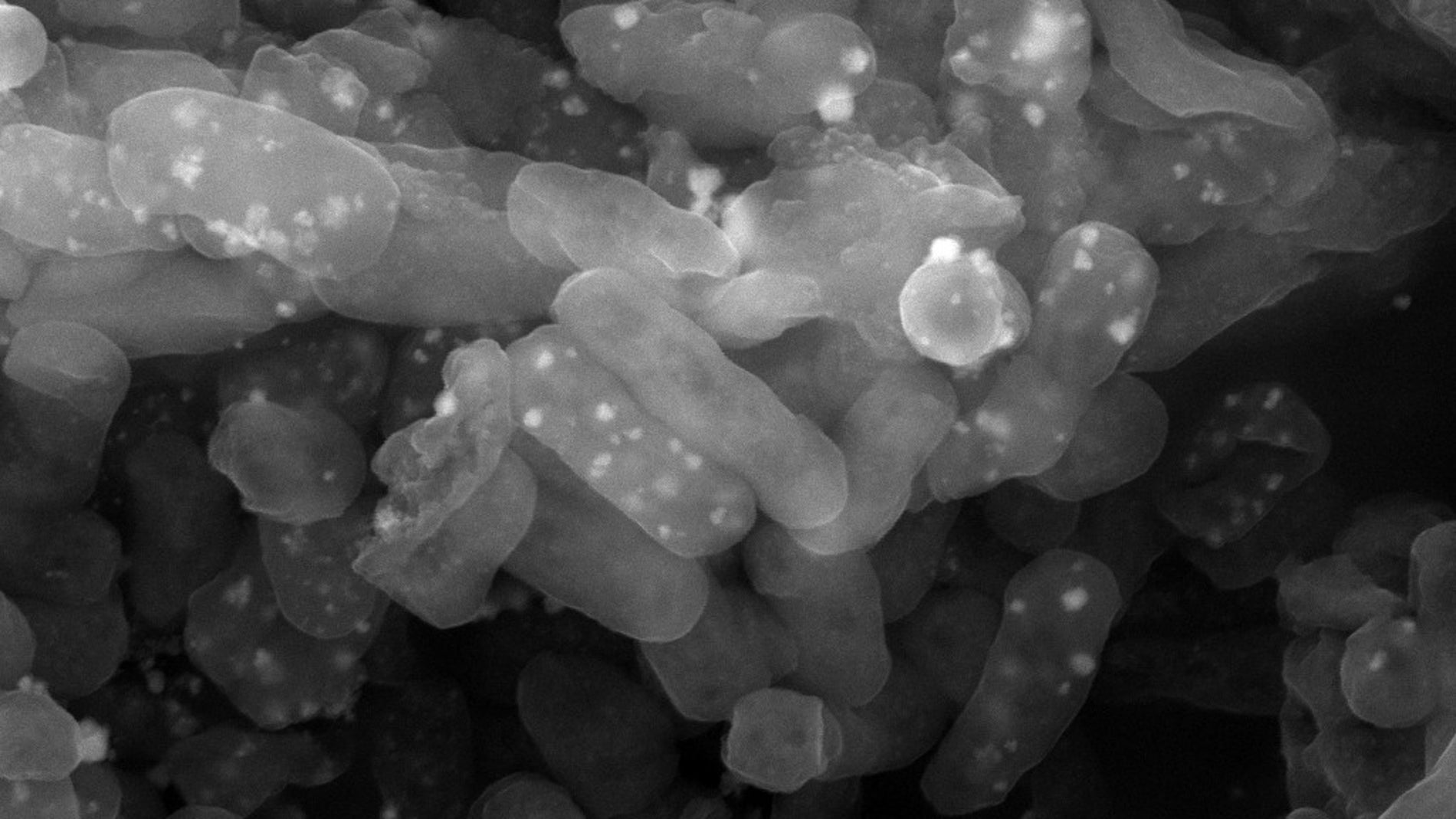 Una bacteria retiene metales pesados y devuelve productos biotecnologicos