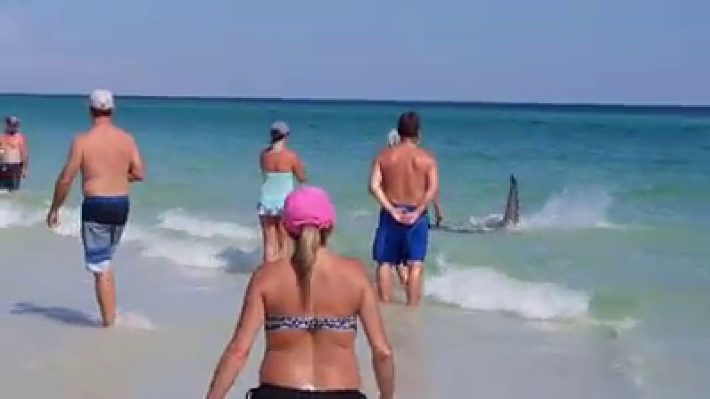 Tiburones en Florida