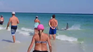 Tiburones en Florida