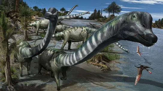 Un dinosaurio jirafa hallado en Burgos toma el nombre de Clint Eastwood Un dinosaurio jirafa hallado en Burgos toma el nombre de Clint Eastwood