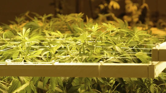 Una plantación de marihuana en una imagen de archivo Una plantación de marihuana en una imagen de archivo