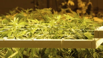 Una plantación de marihuana en una imagen de archivo