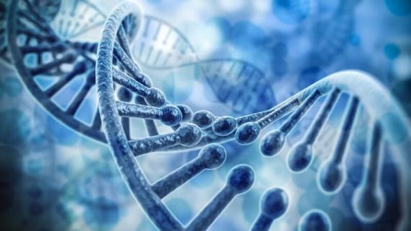 Un estudio lo confirma: el cromosoma Y está evolucionando más que el X